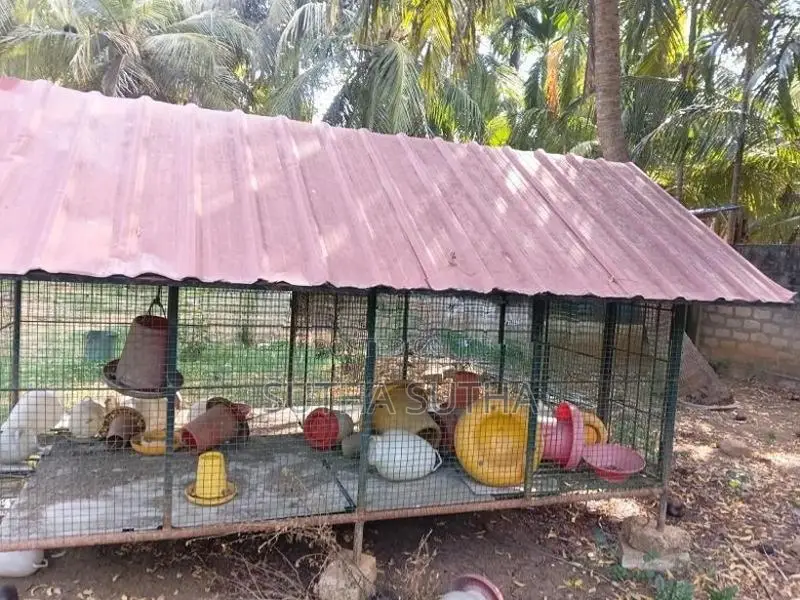 கோழிக்கூடு