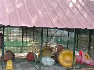 கோழிக்கூடு