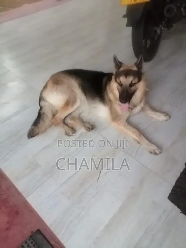 German Shepherd Dog