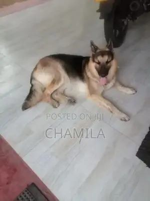 German Shepherd Dog