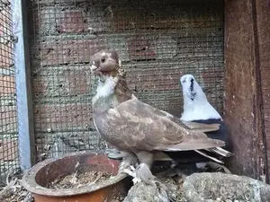 Blondinette Pigeon