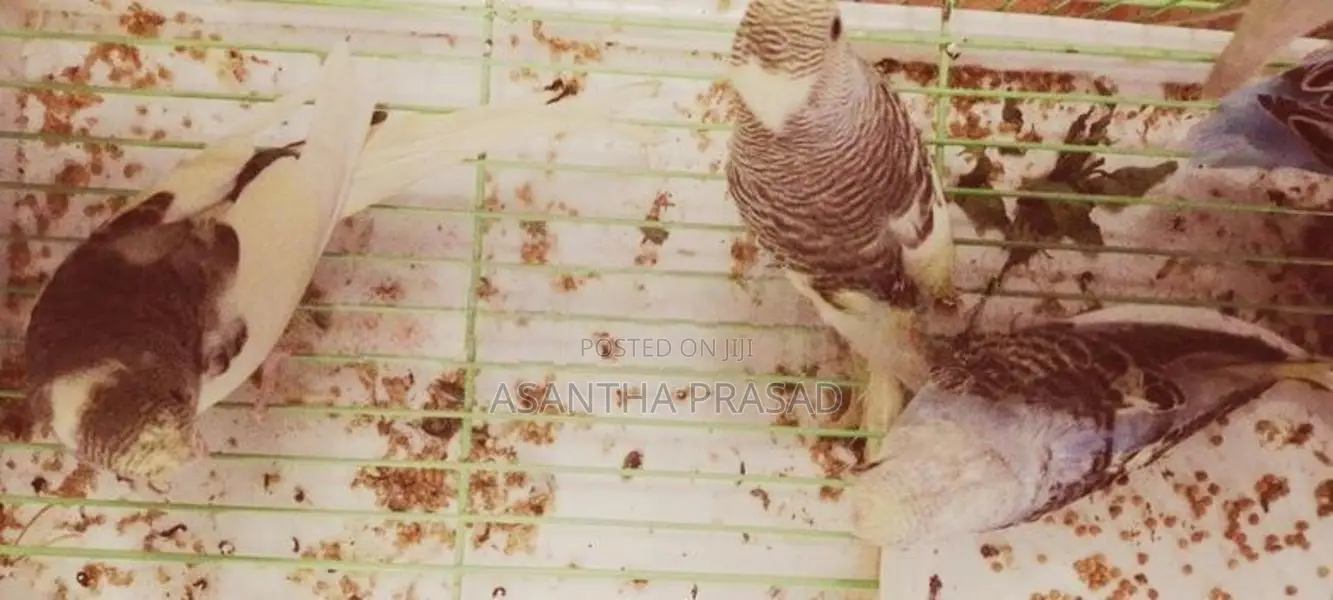 Lovebirds