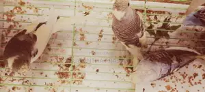 Lovebirds