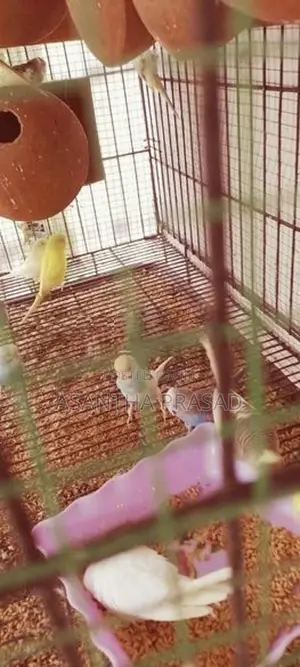 Lovebirds