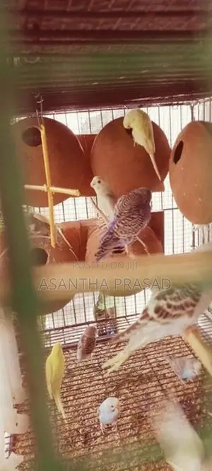 Lovebirds