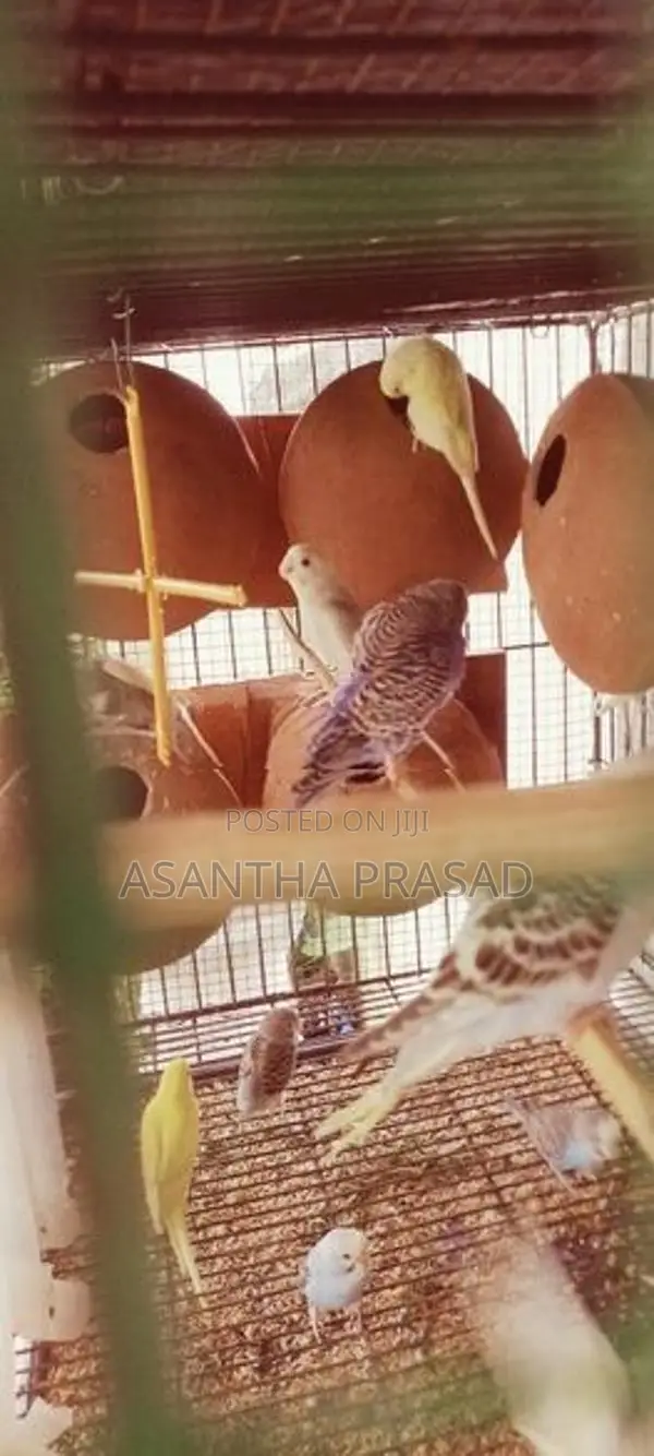 Lovebirds