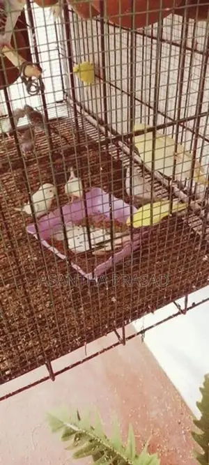 Lovebirds