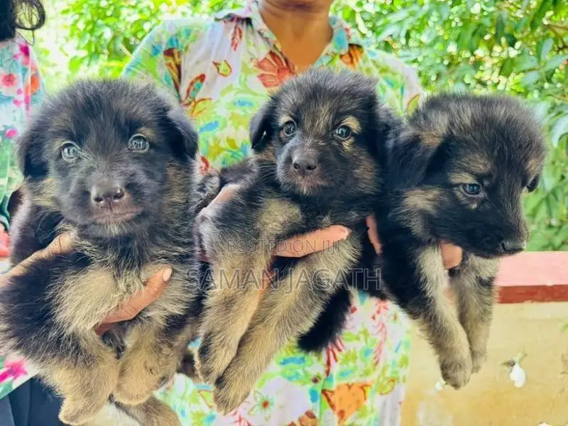 German Shepherd Puppies