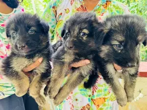 German Shepherd Puppies