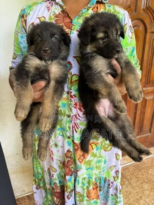 German Shepherd Puppies