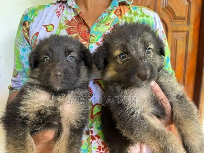 German Shepherd Puppies