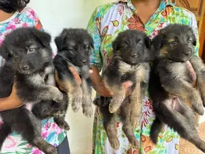 German Shepherd Puppies