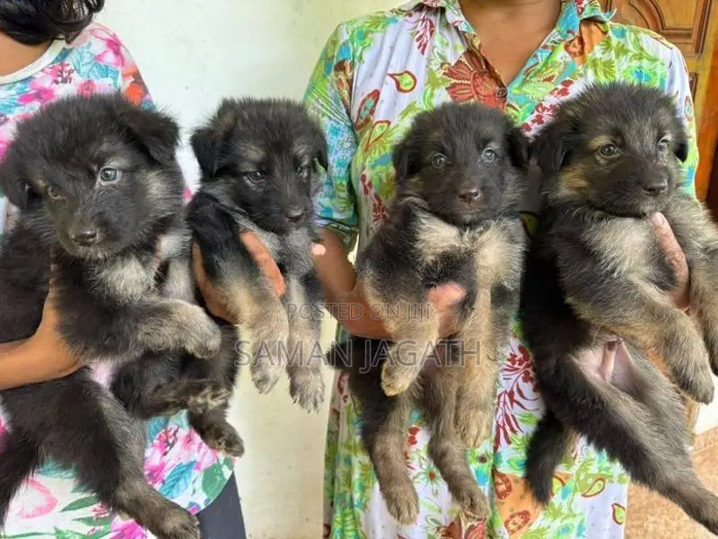 German Shepherd Puppies