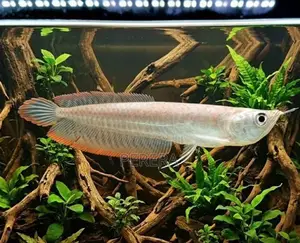Silver Arowana