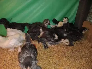 කොචින් බැන්ටම් කුකුල් පැටවු