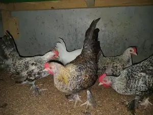 කොචින් බැන්ටම් කුකුල් පැටවු