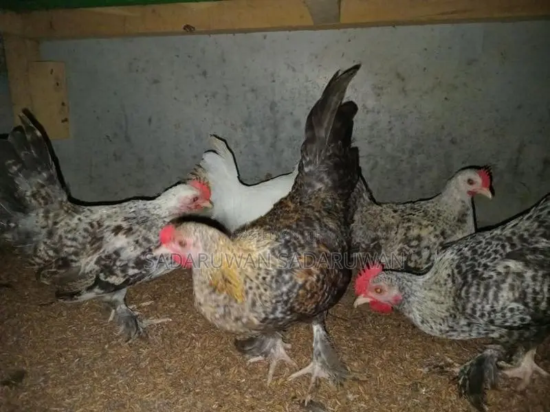කොචින් බැන්ටම් කුකුල් පැටවු