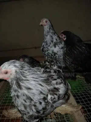 කොචින් බැන්ටම් කුකුල් පැටවු