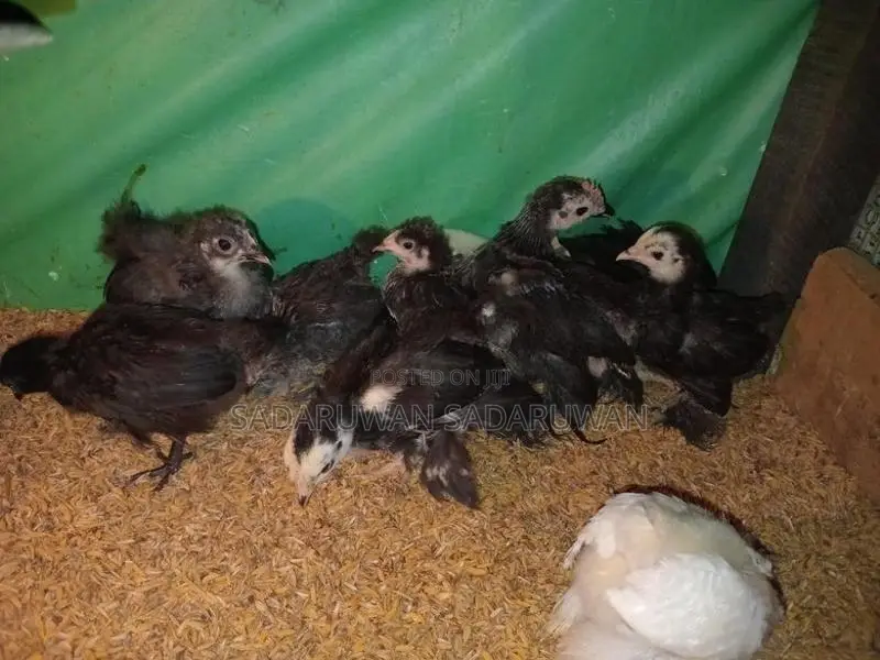 කොචින් බැන්ටම් කුකුල් පැටවු
