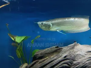 Silver Arowana Fish