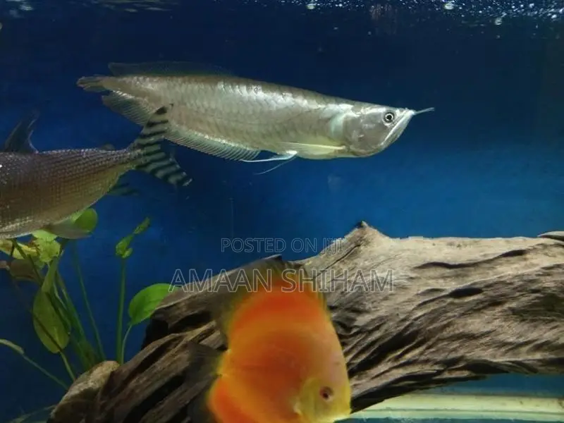 Silver Arowana Fish