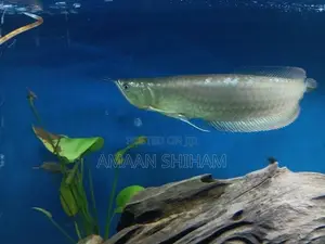 Silver Arowana Fish