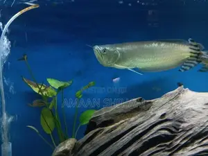 Silver Arowana Fish