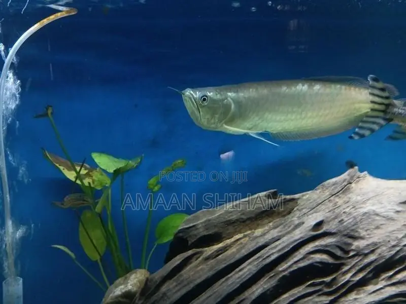 Silver Arowana Fish