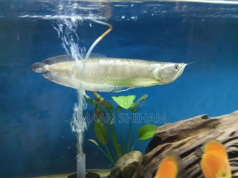 Silver Arowana Fish