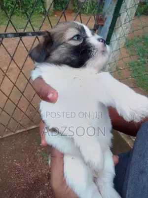 Shih Tzu Puppy