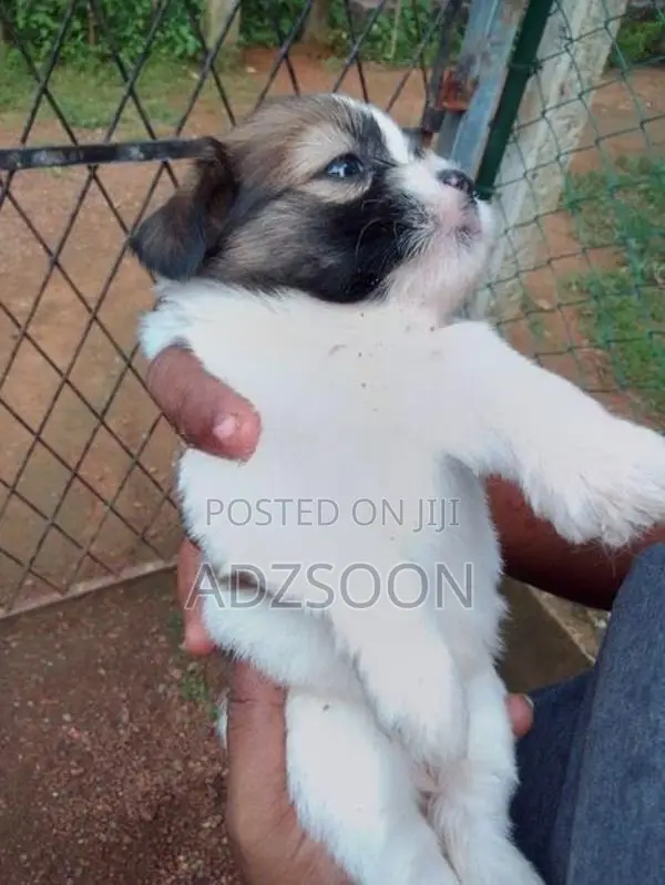Shih Tzu Puppy