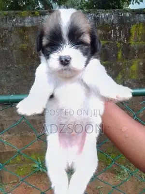 Shih Tzu Puppy