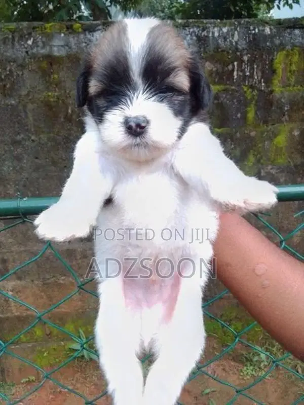 Shih Tzu Puppy