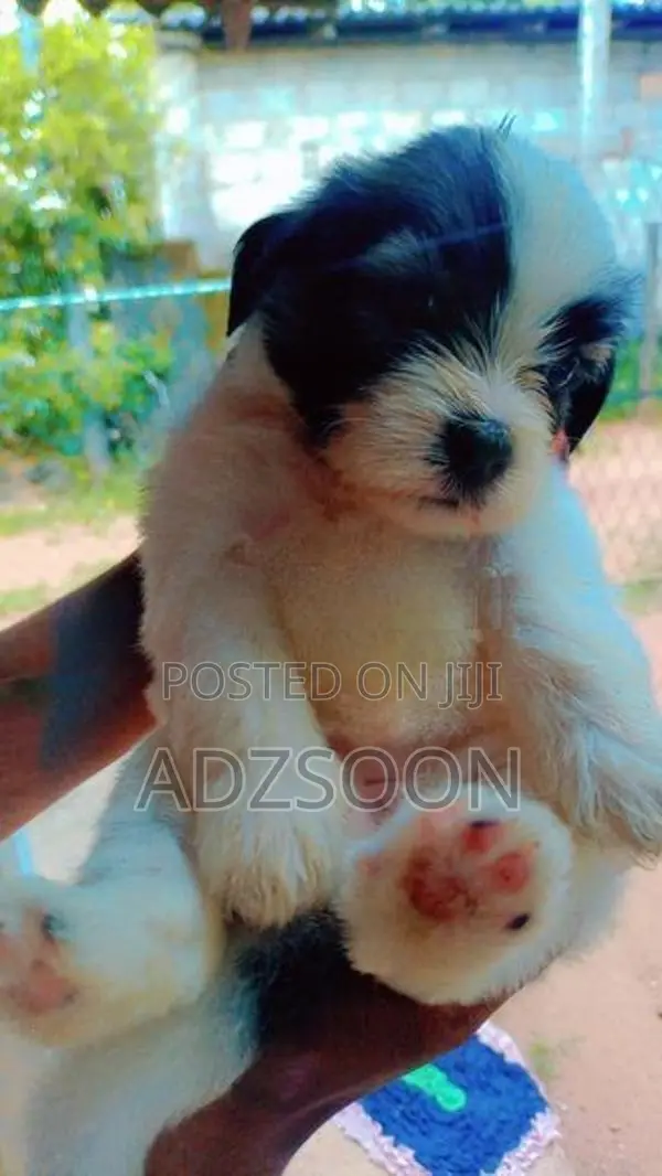 Shih Tzu Puppy