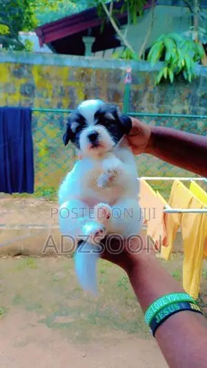 Shih Tzu Puppy