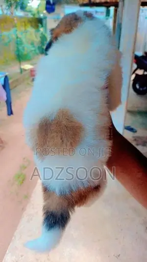 Shih Tzu Puppy