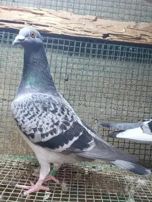 Racing Homer Pigeon