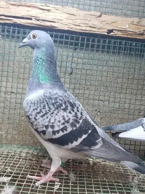 Racing Homer Pigeon