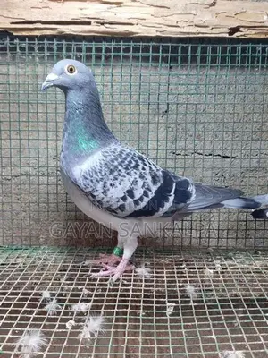 Racing Homer Pigeon