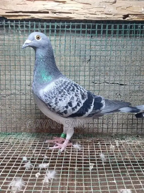 Racing Homer Pigeon