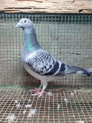 Racing Homer Pigeon
