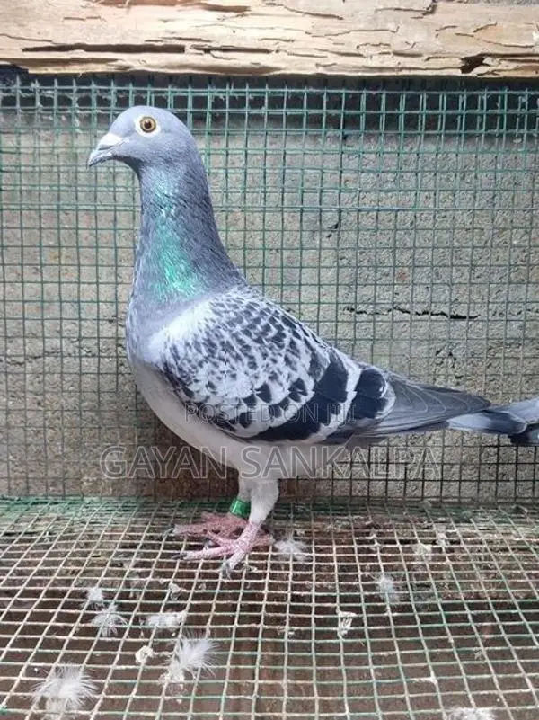 Racing Homer Pigeon