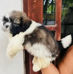 Shih Tzu Puppies