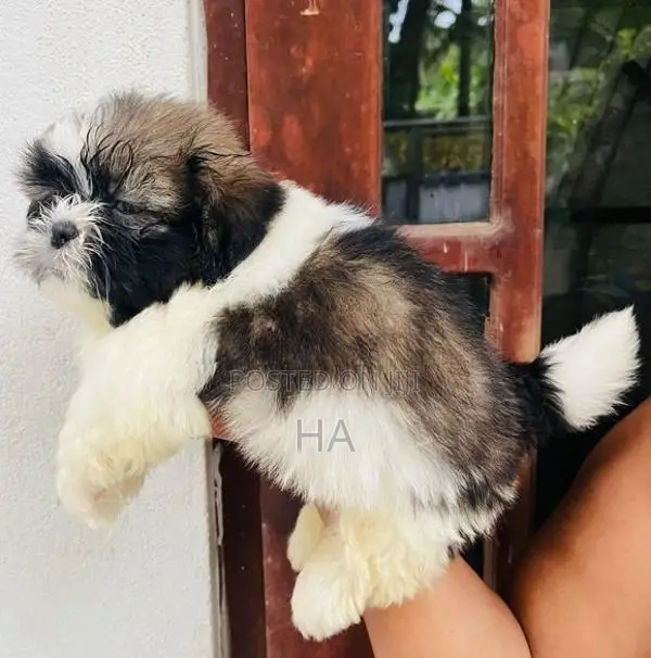 Shih Tzu Puppies