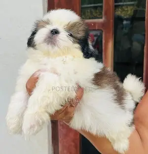 Shih Tzu Puppies