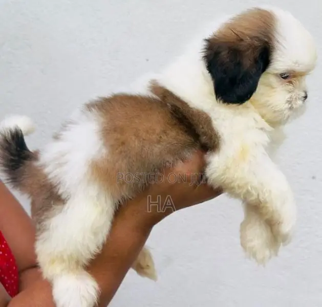 Shih Tzu Puppies