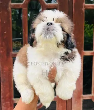 Shih Tzu Puppies