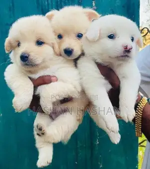 Lion Pomeranian Puppy