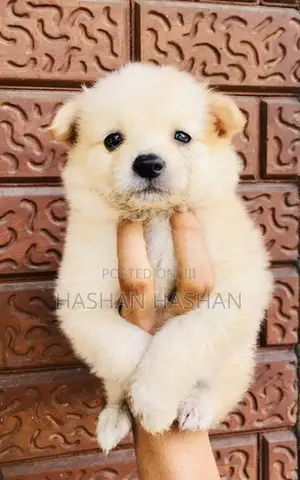 Lion Pomeranian Puppy