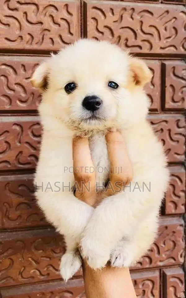 Lion Pomeranian Puppy